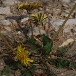 Taraxacum obovatum Floare