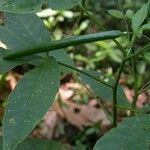 Cleoserrata serrata Yaprak