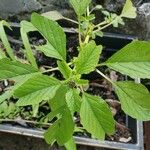 Amaranthus blitumLeaf