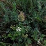Caucalis platycarpos Mbuma