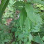 Lysimachia quadrifolia Leaf