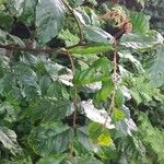 Trichilia emetica List