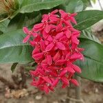 Ixora chinensis花