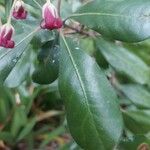 Pittosporum crassifolium Φύλλο