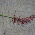 Isertia spiciformis Flower