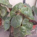 Begonia handelii Folha