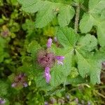 Lamium purpureumFlower