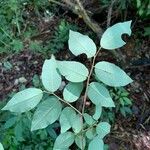 Savia dictyocarpa برگ
