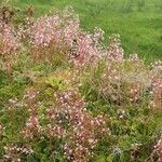 Saxifraga hirsuta Flor