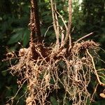 Triplophyllum buchholzii Otro