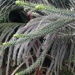 Araucaria laubenfelsii Φύλλο