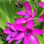 Babiana stricta Flower