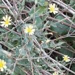 Lactuca serriola Blomst