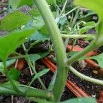 Solanum physalifolium Corteza