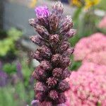 Liatris spicataLorea