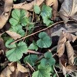 Geum macrophyllumBlad