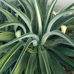 Agave demeesteriana Blatt