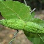 Marsdenia dognyensis Leaf