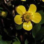 Ranunculus glaberrimus Kwiat