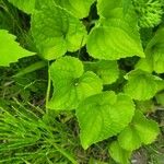 Viola sororia Leaf