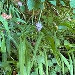 Knautia dipsacifolia Habit