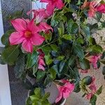 Mandevilla laxaFlower