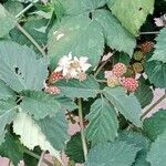 Rubus gratus फूल
