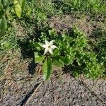 Jaborosa integrifolia Elinympäristö