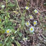 Erigeron strigosus Kukka