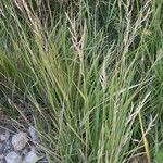 Brachypodium pinnatum Habit