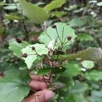 Pericallis appendiculata Φύλλο