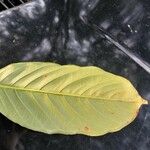 Lagerstroemia speciosa Leaf