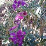 Matthiola incana പുഷ്പം