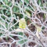 Fothergilla gardenii Кветка