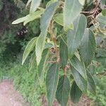 Aristotelia chilensis Fuelha