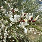 Genista monosperma Blüte