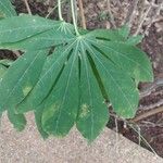 Manihot esculenta Leaf