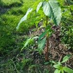 Amaranthus blitum Pokrój