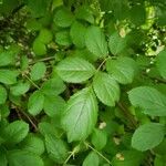 Rosa multiflora Lehti