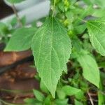 Acalypha virginica Leaf