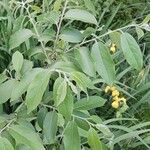 Diospyros virginiana Hoja