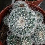 Mammillaria hahniana برگ