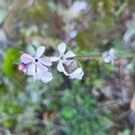 Silene gallicaफूल