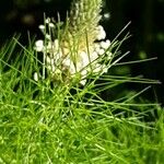 Eupatorium capillifolium Flower