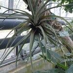 Tillandsia fasciculata Yaprak