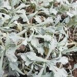 Achillea umbellata Deilen