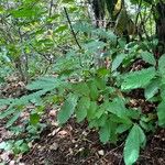 Castanea pumila Habit