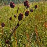 Sanguisorba officinalis Blüte