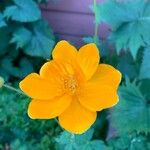 Trollius chinensis പുഷ്പം