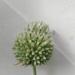 Allium cepa Blüte
